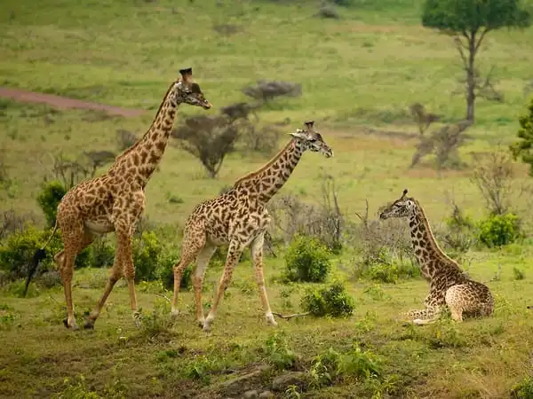 Three giraffes in a grassy field in Arusha National Park. Two giraffes are standing and walking, while one is lying down.