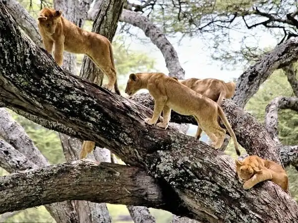 Several lions perched and resting on the branches of a large tree in Lake Manyara.