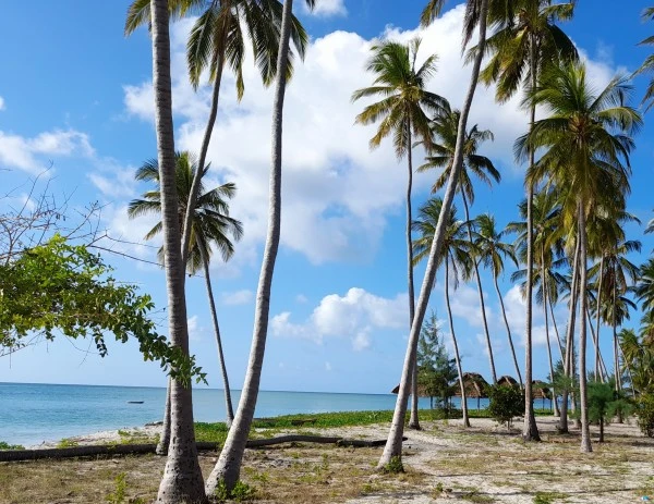 A sunny beach with tall, swaying palm trees on white sand, with the turquoise ocean and a blue sky with white clouds in the background in Kanga Beach, Mafia Island.