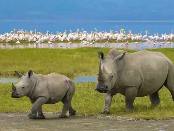 A rhino and its calf walking near a body of water in Ngorongoro Crater, with a large flock of flamingos and other birds in the background.
