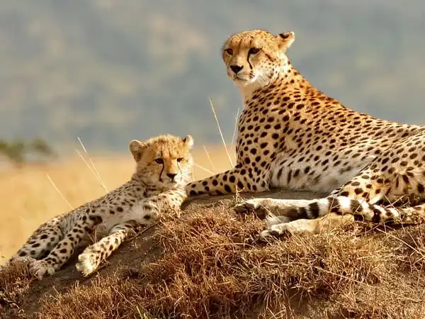 A mother cheetah and her cub resting on a small grassy mound in the Serengeti.