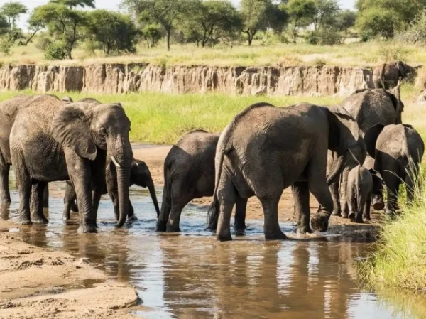 A large herd of elephants, including several young calves, gathered in a river in Tarangire National Park.
